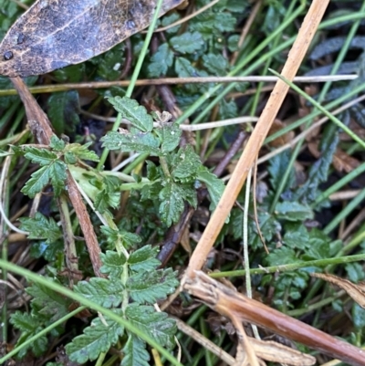 Acaena novae-zelandiae (Bidgee Widgee) at Uriarra, NSW - 30 Jul 2023 by Tapirlord