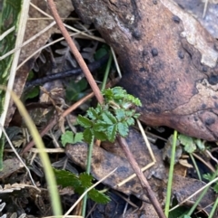 Acaena novae-zelandiae at Uriarra, NSW - 30 Jul 2023 09:28 AM