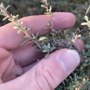 Leptospermum myrtifolium at Uriarra, NSW - 30 Jul 2023 09:27 AM