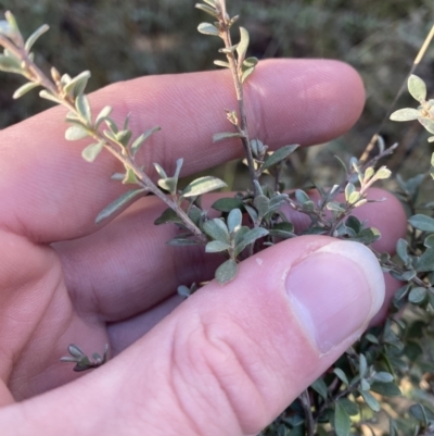 Leptospermum myrtifolium (Myrtle Teatree) at Uriarra, NSW - 30 Jul 2023 by Tapirlord