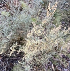 Leptospermum myrtifolium at Uriarra, NSW - 30 Jul 2023 09:27 AM