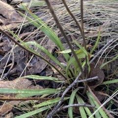 Stylidium armeria subsp. armeria at Uriarra, NSW - 30 Jul 2023 09:26 AM