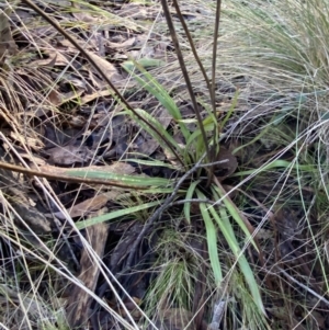 Stylidium armeria subsp. armeria at Uriarra, NSW - 30 Jul 2023 09:26 AM