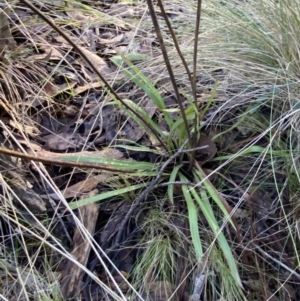 Stylidium armeria subsp. armeria at Uriarra, NSW - 30 Jul 2023
