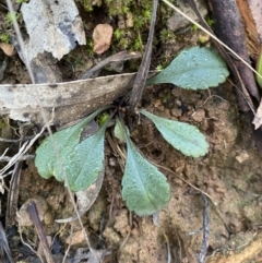 Brachyscome spathulata (Coarse Daisy, Spoon-leaved Daisy) at Uriarra, NSW - 30 Jul 2023 by Tapirlord