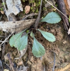 Brachyscome spathulata at Uriarra, NSW - 30 Jul 2023 09:26 AM