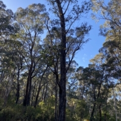 Eucalyptus dives (Broad-leaved Peppermint) at Brindabella National Park - 29 Jul 2023 by Tapirlord