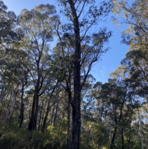 Eucalyptus dives at Uriarra, NSW - 30 Jul 2023