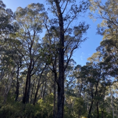 Eucalyptus dives (Broad-leaved Peppermint) at Uriarra, NSW - 30 Jul 2023 by Tapirlord