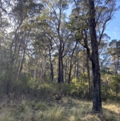 Eucalyptus dives at Uriarra, NSW - 30 Jul 2023