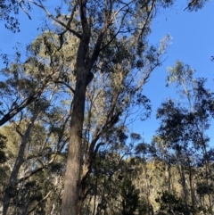 Eucalyptus dives at Uriarra, NSW - 30 Jul 2023 09:26 AM