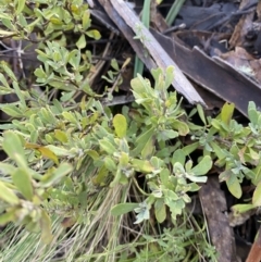 Hibbertia obtusifolia (Grey Guinea-flower) at Uriarra, NSW - 30 Jul 2023 by Tapirlord