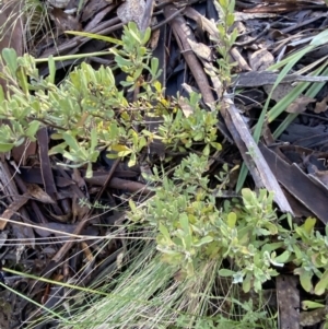 Hibbertia obtusifolia at Uriarra, NSW - 30 Jul 2023