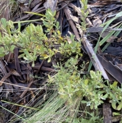 Hibbertia obtusifolia at Uriarra, NSW - 30 Jul 2023