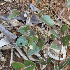 Platylobium montanum subsp. montanum (Mountain Flat Pea) at Uriarra, NSW - 30 Jul 2023 by Tapirlord