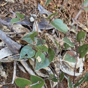 Platylobium montanum subsp. montanum at Uriarra, NSW - 30 Jul 2023
