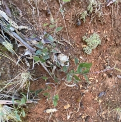 Platylobium montanum subsp. montanum at Uriarra, NSW - 30 Jul 2023