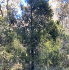 Exocarpos cupressiformis (Cherry Ballart) at Uriarra, NSW - 30 Jul 2023 by Tapirlord