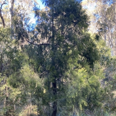 Exocarpos cupressiformis (Cherry Ballart) at Uriarra, NSW - 30 Jul 2023 by Tapirlord