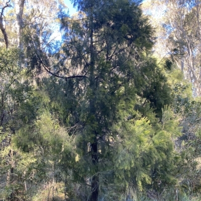 Exocarpos cupressiformis (Cherry Ballart) at Brindabella National Park - 29 Jul 2023 by Tapirlord