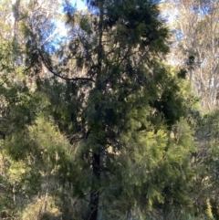 Exocarpos cupressiformis at Uriarra, NSW - 30 Jul 2023