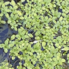 Callitriche stagnalis (Common Starwort) at Uriarra, NSW - 30 Jul 2023 by Tapirlord