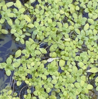 Callitriche stagnalis (Common Starwort) at Uriarra, NSW - 30 Jul 2023 by Tapirlord