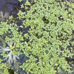 Callitriche stagnalis at Uriarra, NSW - 30 Jul 2023 09:24 AM