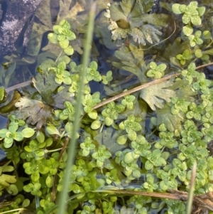 Callitriche stagnalis at Uriarra, NSW - 30 Jul 2023 09:24 AM