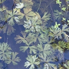 Ranunculus inundatus (River Buttercup) at Brindabella National Park - 29 Jul 2023 by Tapirlord