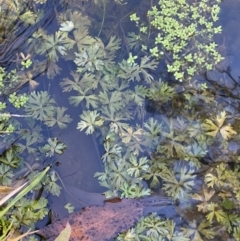 Ranunculus inundatus at Uriarra, NSW - 30 Jul 2023