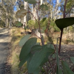 Eucalyptus pauciflora subsp. pauciflora (White Sally, Snow Gum) at Uriarra, NSW - 30 Jul 2023 by Tapirlord