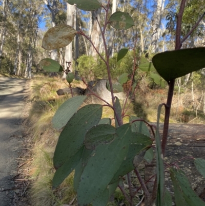 Eucalyptus pauciflora subsp. pauciflora (White Sally, Snow Gum) at Uriarra, NSW - 29 Jul 2023 by Tapirlord