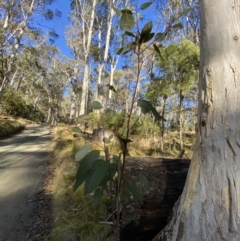 Eucalyptus pauciflora subsp. pauciflora at Uriarra, NSW - 30 Jul 2023
