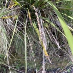 Lomandra longifolia (Spiny-headed Mat-rush, Honey Reed) at Brindabella National Park - 29 Jul 2023 by Tapirlord