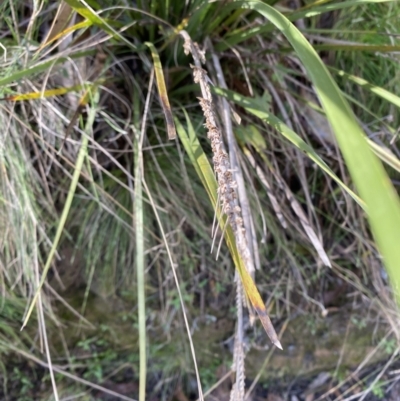 Lomandra longifolia (Spiny-headed Mat-rush, Honey Reed) at Brindabella National Park - 29 Jul 2023 by Tapirlord