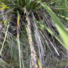 Lomandra longifolia at Uriarra, NSW - 30 Jul 2023