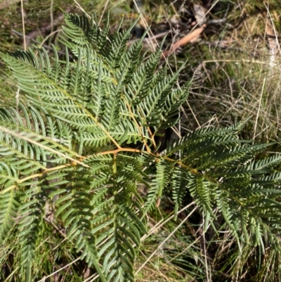 Pteridium esculentum (Bracken) at Brindabella National Park - 29 Jul 2023 by Tapirlord