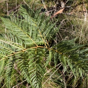 Pteridium esculentum at Uriarra, NSW - 30 Jul 2023