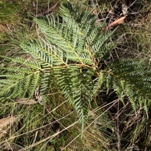 Pteridium esculentum at Uriarra, NSW - 30 Jul 2023