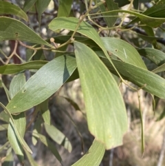 Acacia melanoxylon (Blackwood) at Brindabella National Park - 29 Jul 2023 by Tapirlord