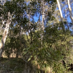 Acacia melanoxylon at Uriarra, NSW - 30 Jul 2023