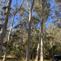 Eucalyptus dalrympleana subsp. dalrympleana (Mountain Gum) at Uriarra, NSW - 30 Jul 2023 by Tapirlord