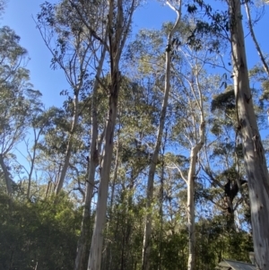 Eucalyptus dalrympleana subsp. dalrympleana at Uriarra, NSW - 30 Jul 2023