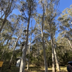 Eucalyptus dalrympleana subsp. dalrympleana at Uriarra, NSW - 30 Jul 2023