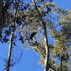 Callocephalon fimbriatum (Gang-gang Cockatoo) at Uriarra, NSW - 29 Jul 2023 by Tapirlord