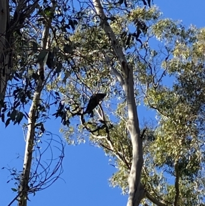 Callocephalon fimbriatum (Gang-gang Cockatoo) at Brindabella National Park - 29 Jul 2023 by Tapirlord