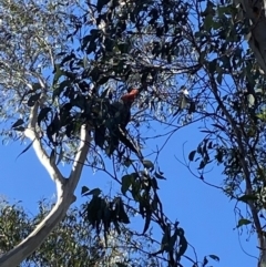 Callocephalon fimbriatum at Uriarra, NSW - 30 Jul 2023