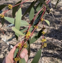 Eucalyptus pauciflora subsp. pauciflora (White Sally, Snow Gum) at Greenway, ACT - 10 Aug 2023 by JP95