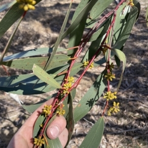 Eucalyptus pauciflora subsp. pauciflora at Greenway, ACT - 10 Aug 2023 11:43 AM